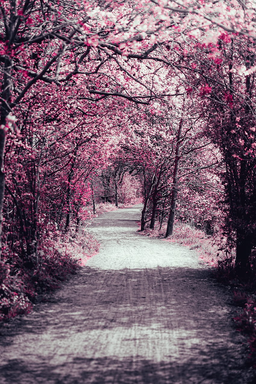10 Cherry Blossom Tree, pink tree japan aesthetic HD phone wallpaper