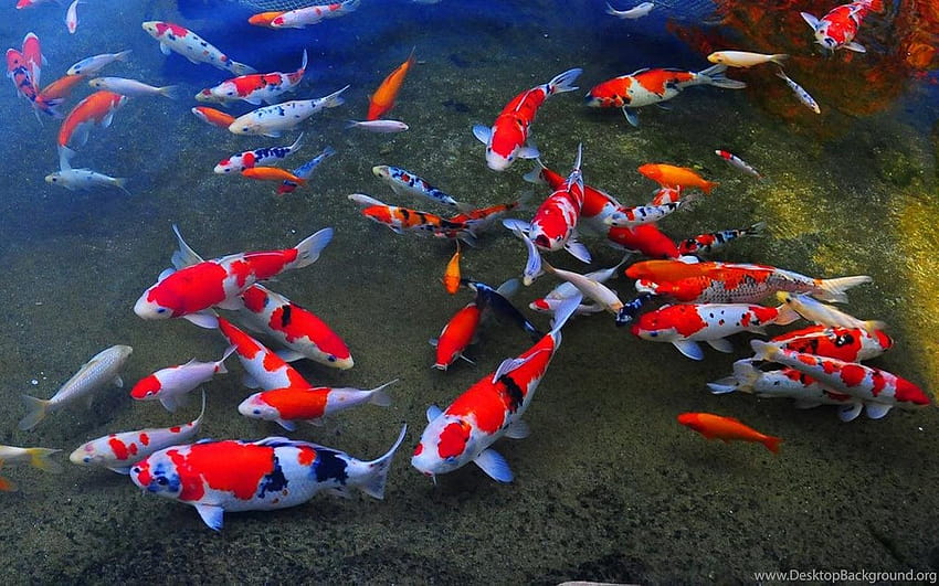 Koi Fish Live Android Apps And Tests AndroidPIT Backgrounds HD wallpaper