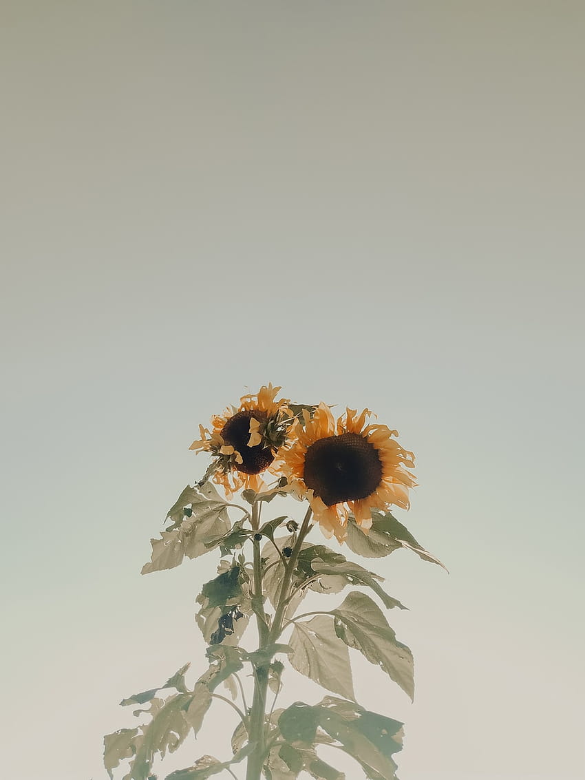 Sunflower by vllines on DeviantArt