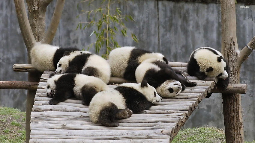 Sleeping panda bears, panda ball HD wallpaper