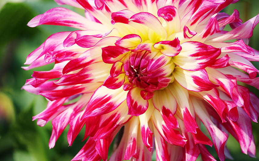 Bahçe Yapraklarından Dahlia Çiçekleri Kırmızı Ve Beyaz İki Renkli, bahçe renkleri HD duvar kağıdı