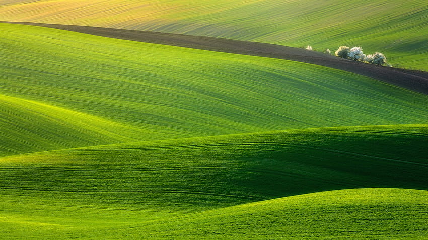 Pola zielonej trawy , wzgórza, drzewa, przyroda, kraj, grafika • For You For & Mobile Tapeta HD