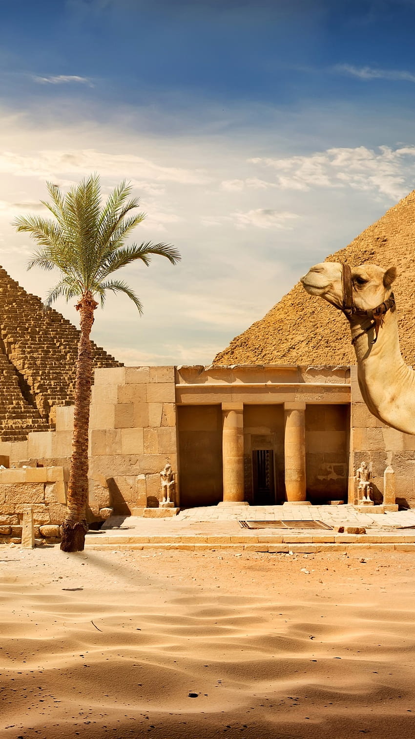 Cairo, pyramid, camel, sands, palm tree, sun, Egypt 3840x2160 U , egypt  pyramid iphone HD phone wallpaper | Pxfuel