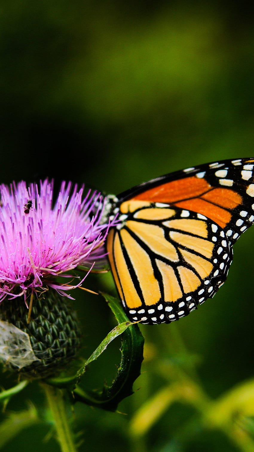 Papillon monarque sur fleur de chardon, lac aux papillons Fond d'écran de téléphone HD