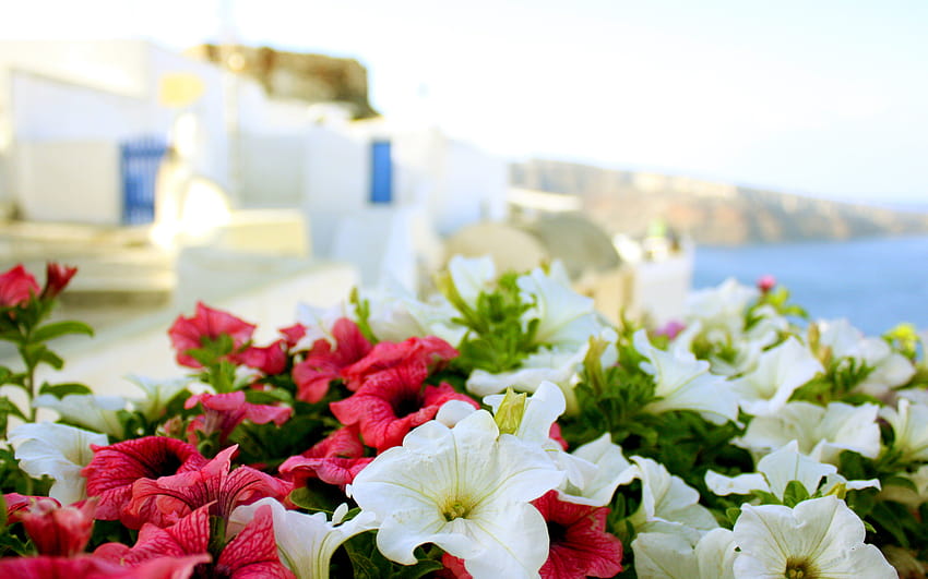greece, Sun, Sea, Summer, Flowers, Macro, Buildings / and Mobile Backgrounds, summer flowers ocean HD wallpaper