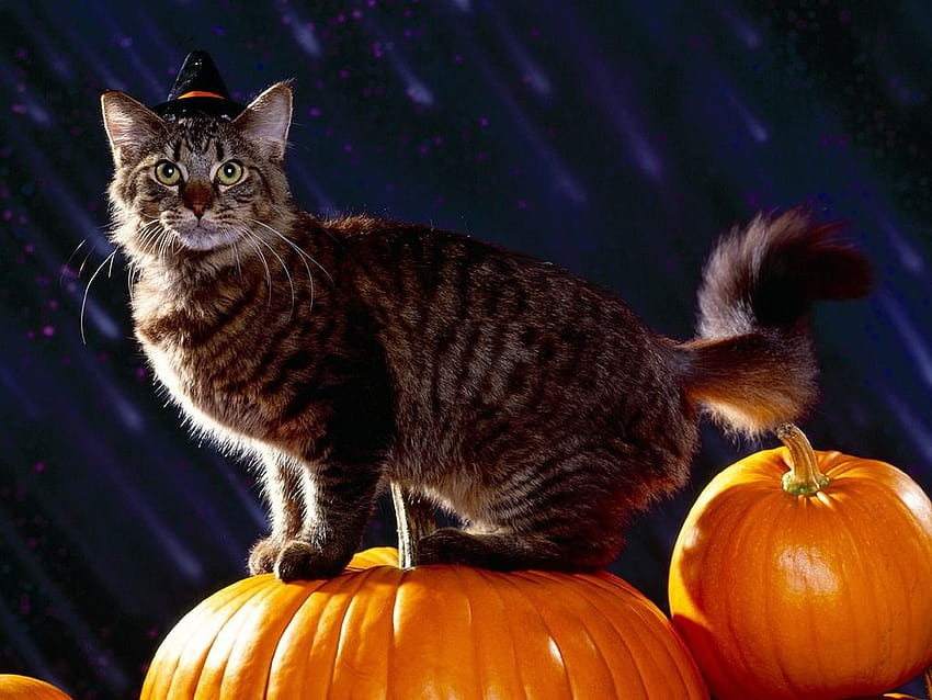 halloweenowe wygaszacze ekranu i tła, koty i psy halloween Tapeta HD