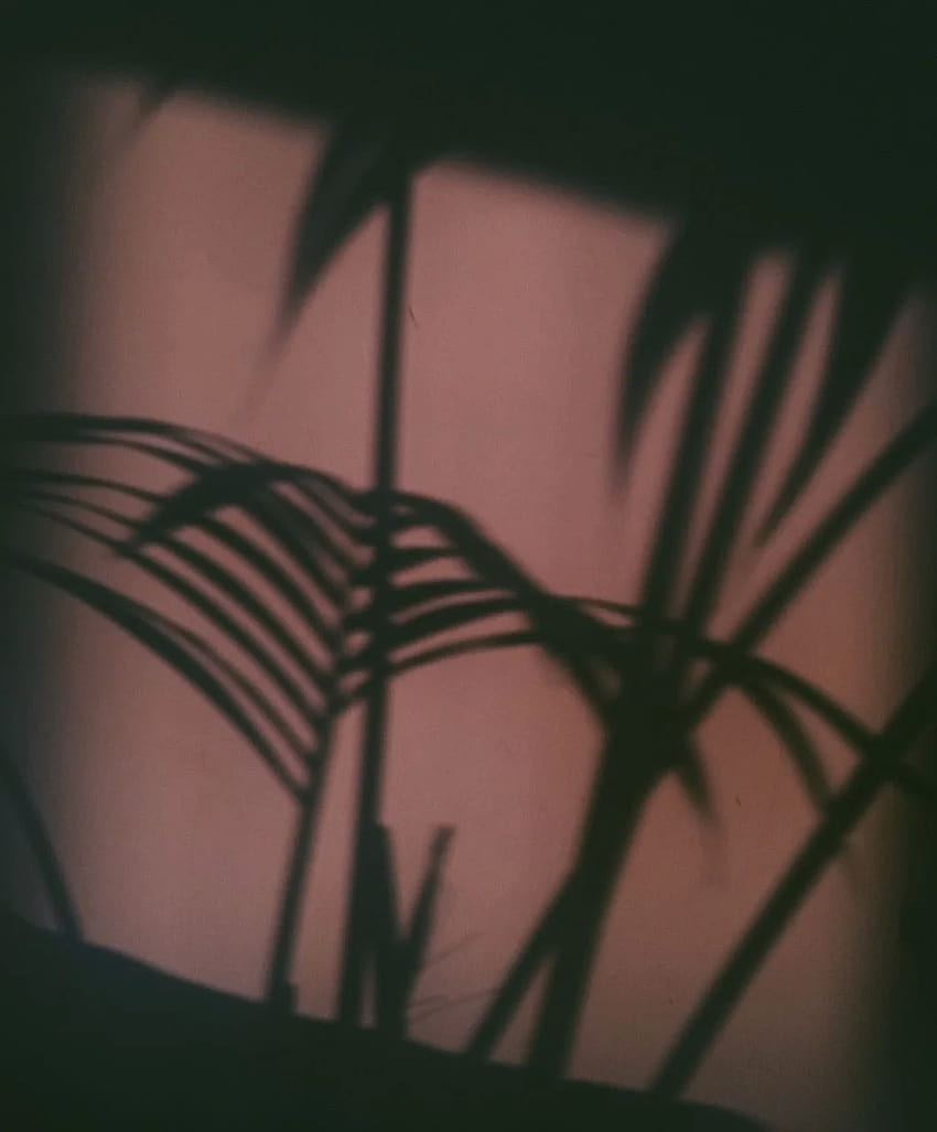 rosafarbener Palmen-Schatten-Ästhetik-Sperrschirm HD-Handy-Hintergrundbild