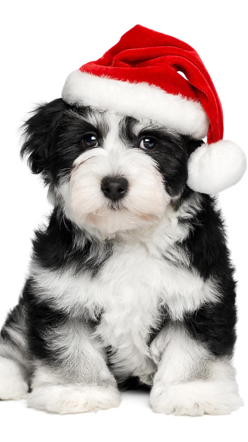 Christmas Animal, christmas dog light HD phone wallpaper
