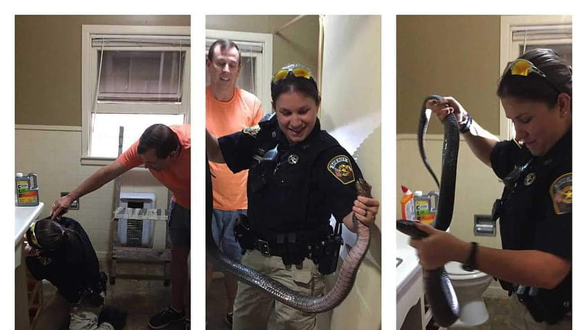 Huge snake slithers out of Texas man's toilet. Deputy wrangles it with her bare hands HD wallpaper