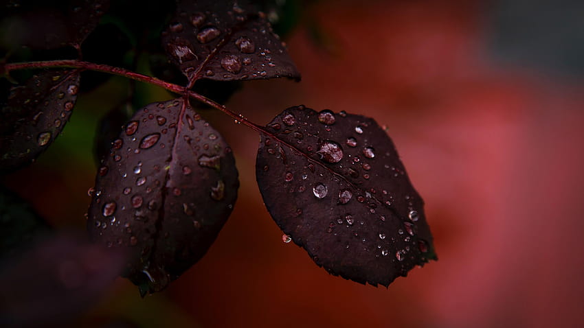 Червени листни капки Капки роса Макро дъжд, листно макро растение HD тапет