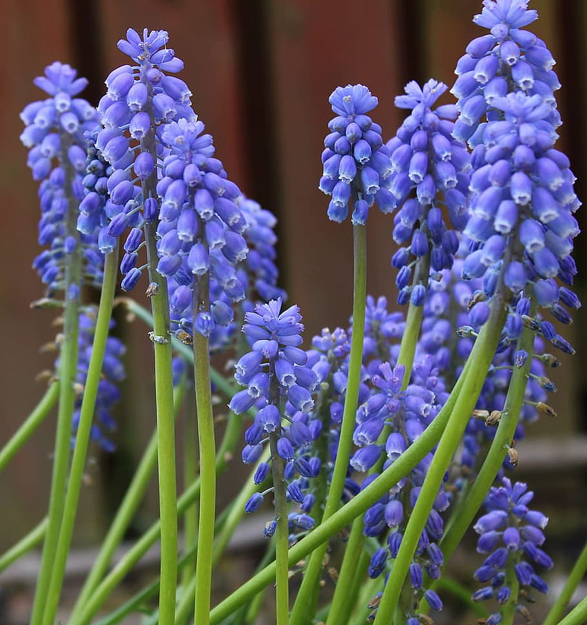 : muscari, grape hyacinth, flower, bulb, garden, spring hyacinths HD phone wallpaper