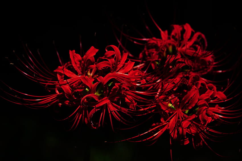 von Amaryllis, Amaryllidaceae, Spinnenlilie, roten Blüten, Higanbana HD-Hintergrundbild