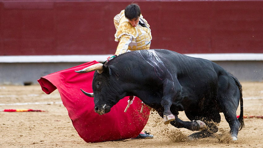 Grab The Bull By The Horns! Bullfighting in Spain, spanish style bullfighting HD wallpaper