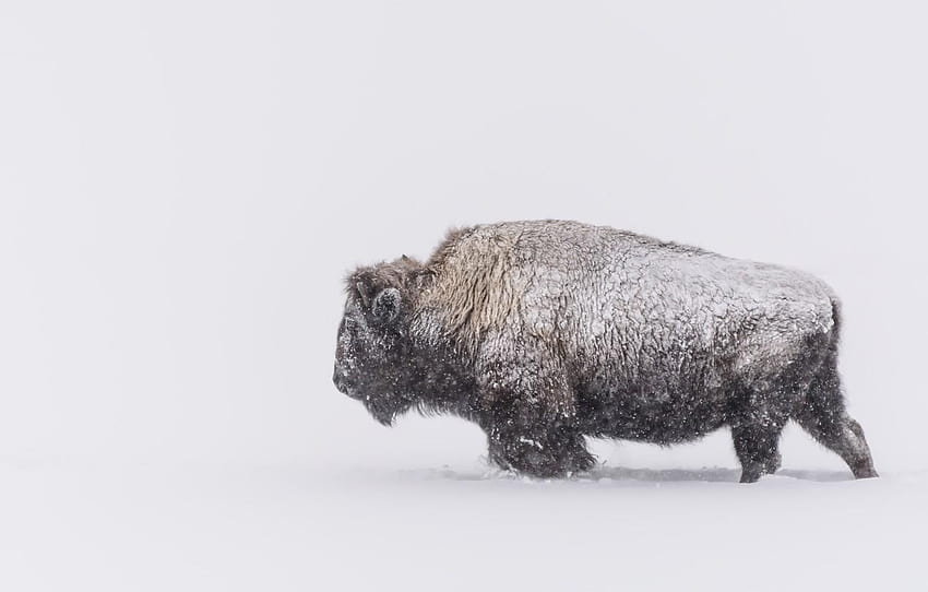 winter, Blizzard, Buffalo, winter bison HD wallpaper