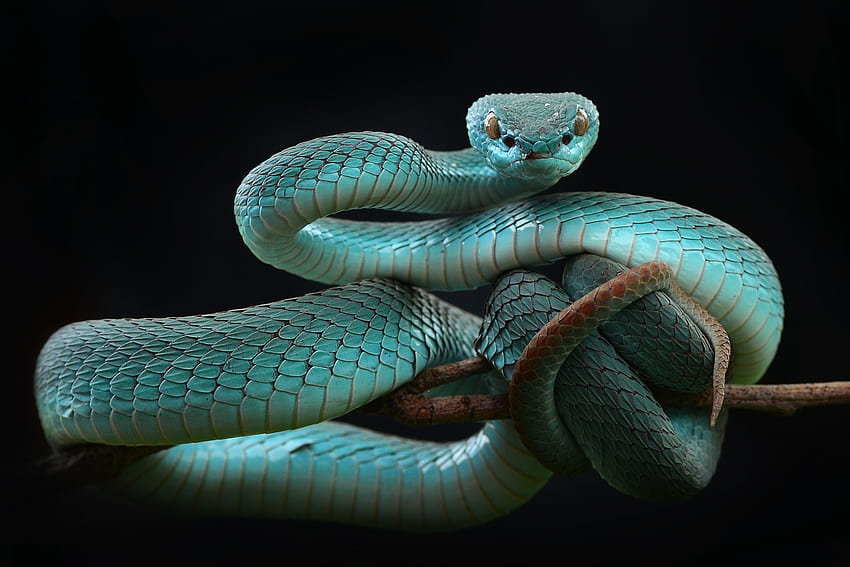 Pit Viper and Backgrounds, blue pit viper HD wallpaper