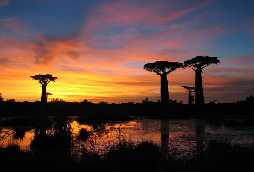 Baobab Bulvarı Turu Antananarivo, Antananarivo Eyaleti, Madagaskar, Madagaskar Ülkesi HD duvar kağıdı