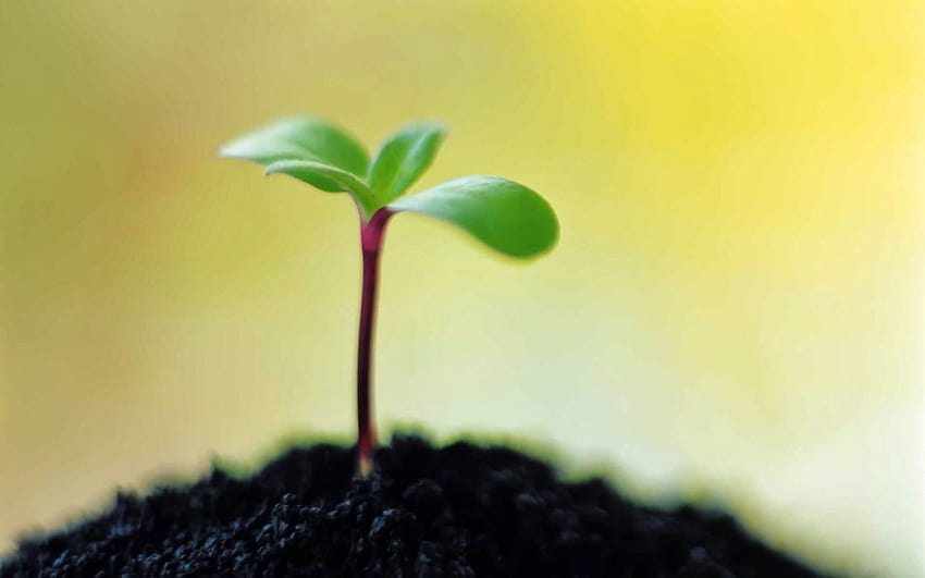 sprout and soil HD wallpaper