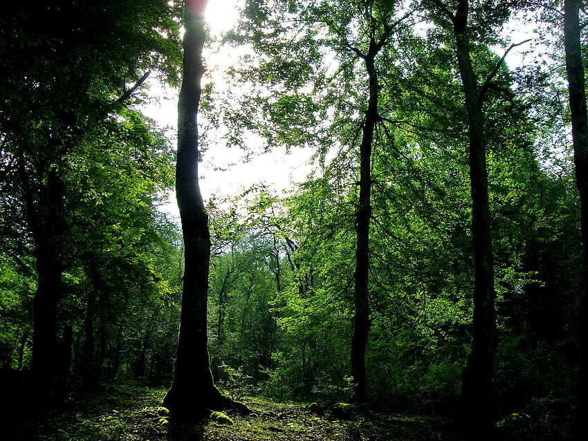 Fundos Widescreen : Nature Forest Backgrounds, laptop de floresta verde papel de parede HD
