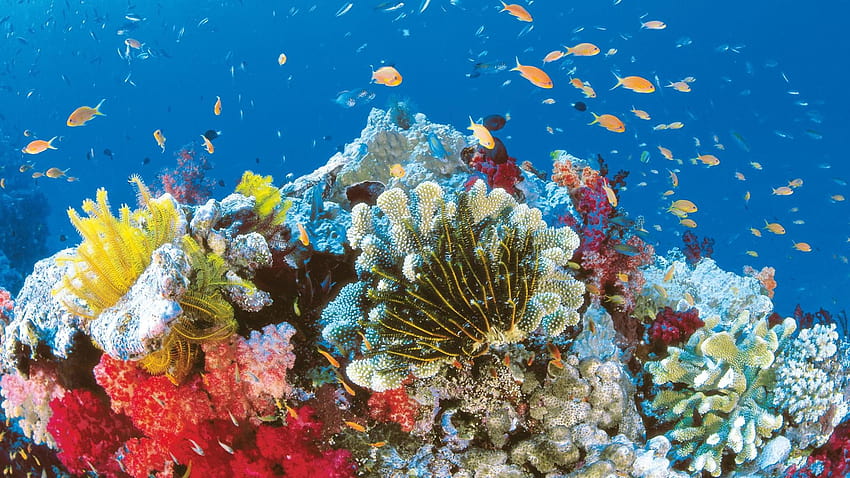 karang penghalang resolusi tinggi 1920x1080, taman laut karang penghalang besar Wallpaper HD