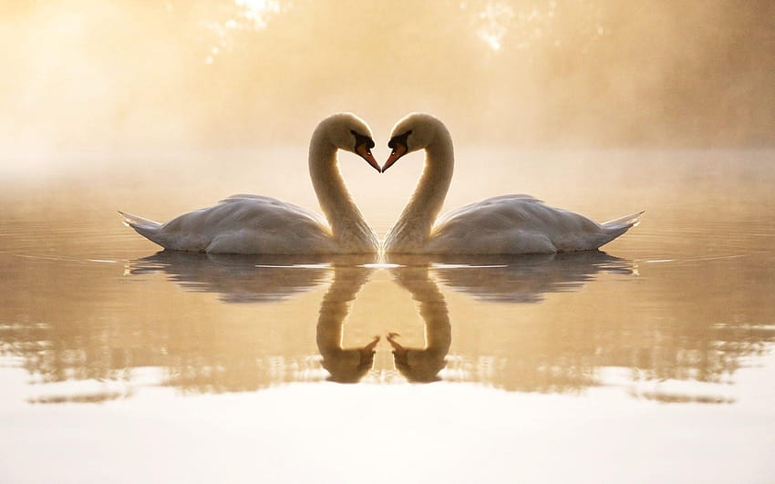 Two Cute Loving White Swans in Lake, white swan on the lake HD wallpaper