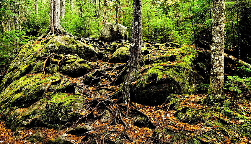 Stock , Roots, , High Definition Ultra , For Smart Pnone,forest, Nature, Trees, Rocks, Wallpape HD тапет