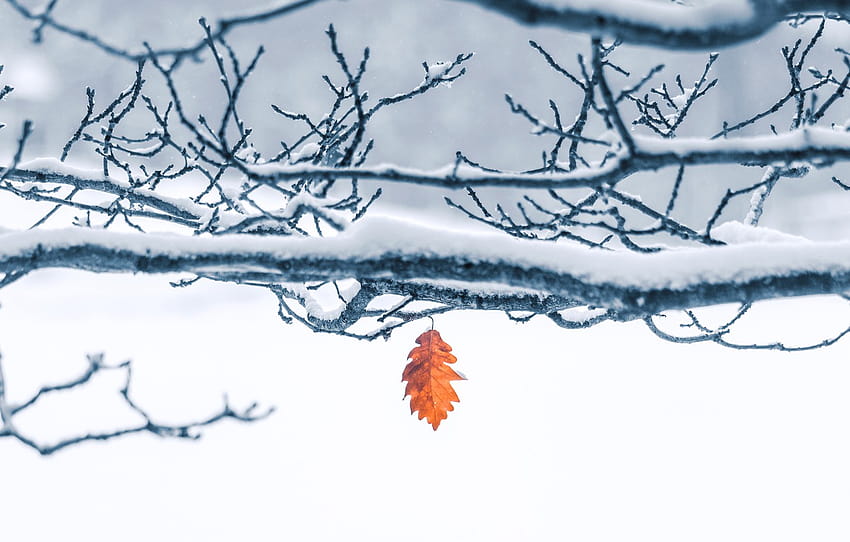 winter, frost, snow, branches, nature, tree, one, leaf, red, light background, snowy, oak, autumn leaf , section природа, frost trees leaves branches HD wallpaper