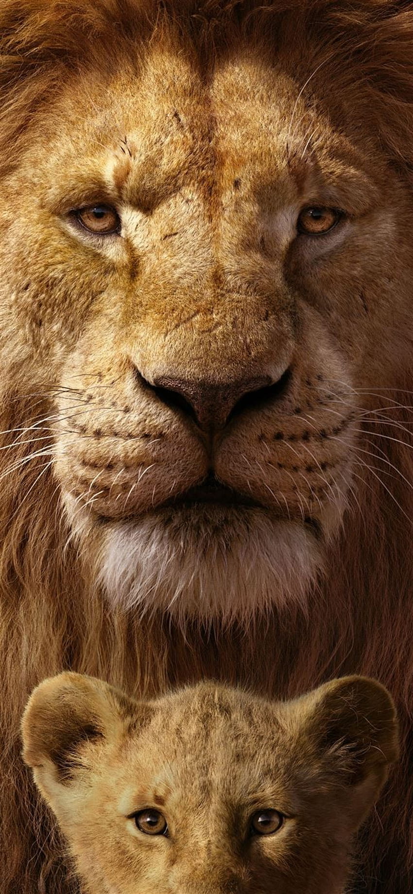 Lion best for android HD wallpapers | Pxfuel