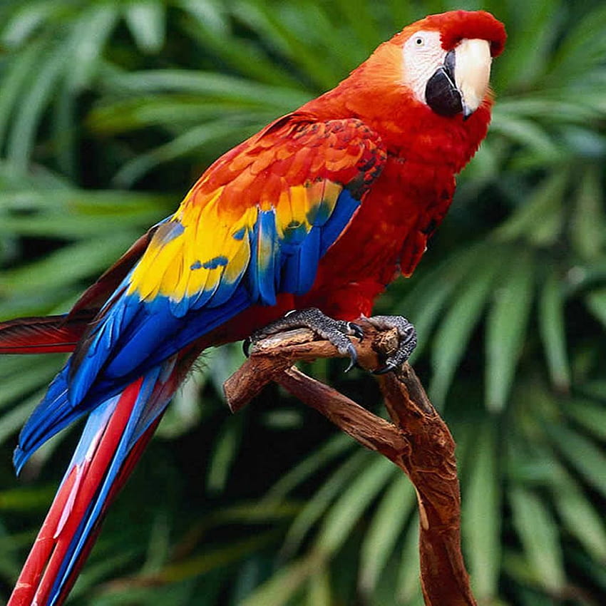 Red Macaw 2 HD phone wallpaper | Pxfuel