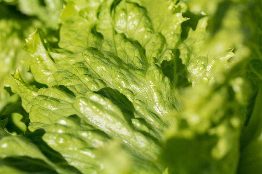 green chinese cabbage, romaine lettuce HD wallpaper