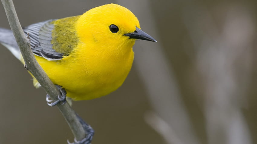 Gelber Vogel hockt auf Baumast-Vögeln HD-Hintergrundbild