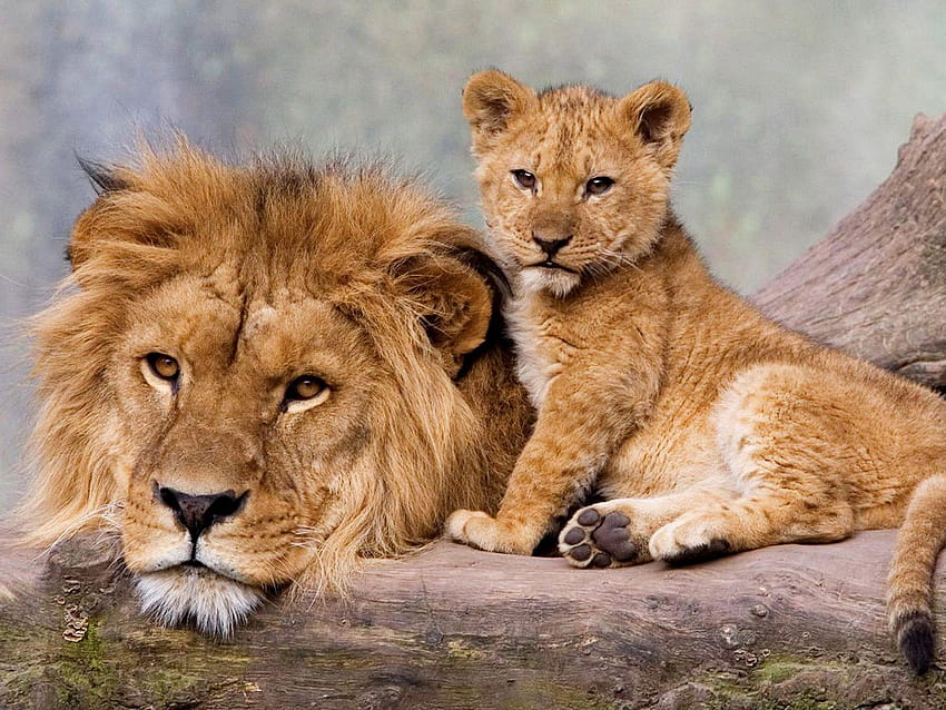 ラップトップ用の大人と若いライオンの父と息子、 高画質の壁紙