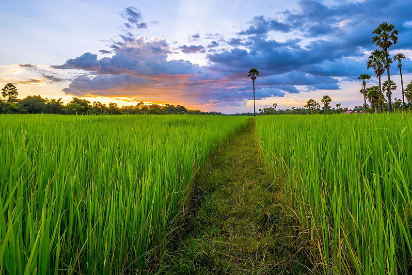 Камбоджанско оризово поле, изглед към оризово поле HD тапет