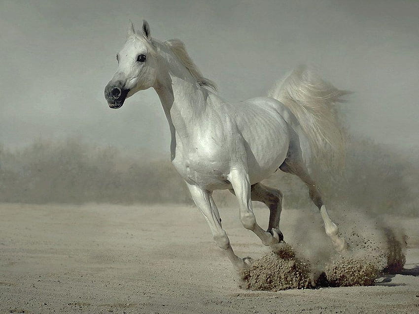 Siedem białych koni, siedem koni Tapeta HD
