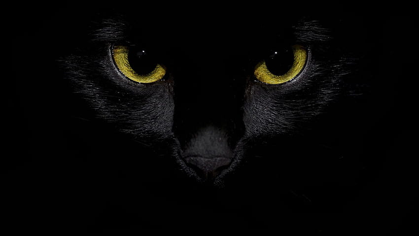 Papéis de Parede Vista frontal do gato preto, olhos amarelos Wallpaper HD