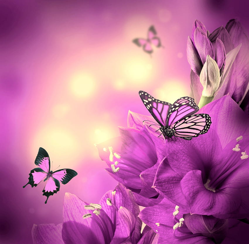 Flower: Purple Flowers Butterflies Beautiful Flower, beautiful of butterflies HD wallpaper