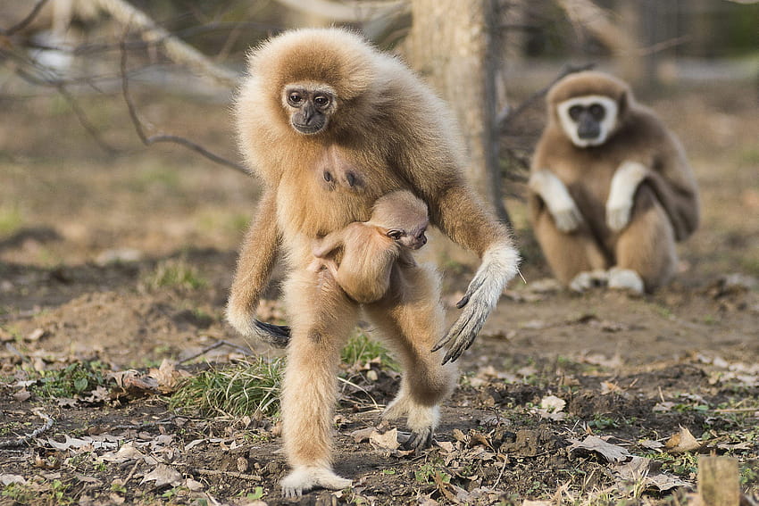 Ein zwei, großer Gibbon-Primat HD-Hintergrundbild