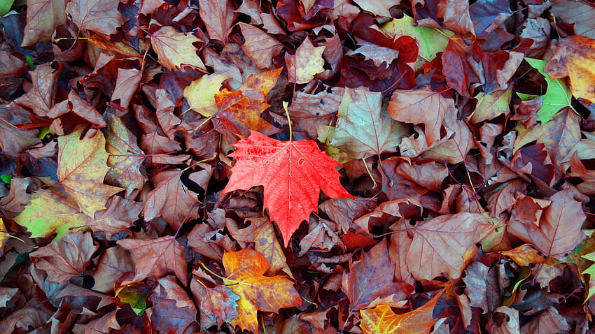 maple, autumn, leaves, fallen, maple autumn leaves HD wallpaper