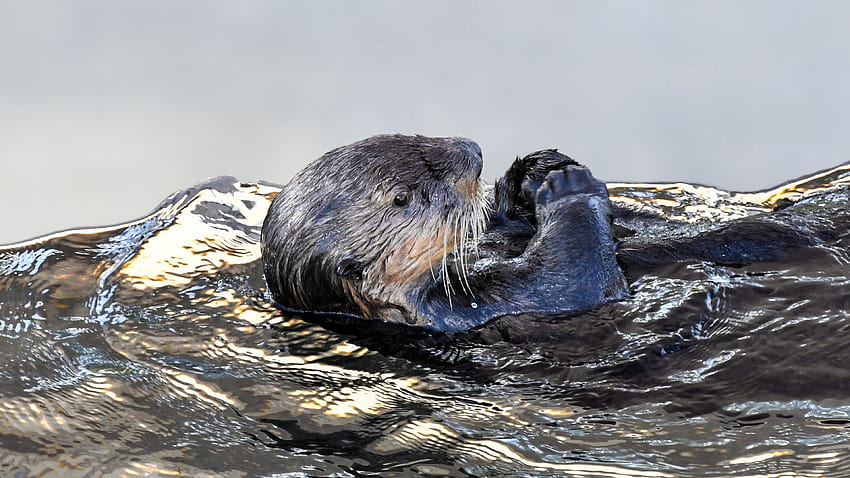 3840x2160 sea otter, aquatic animal, swim , u , 16:9 , 3840x2160 , background, 6034 HD wallpaper