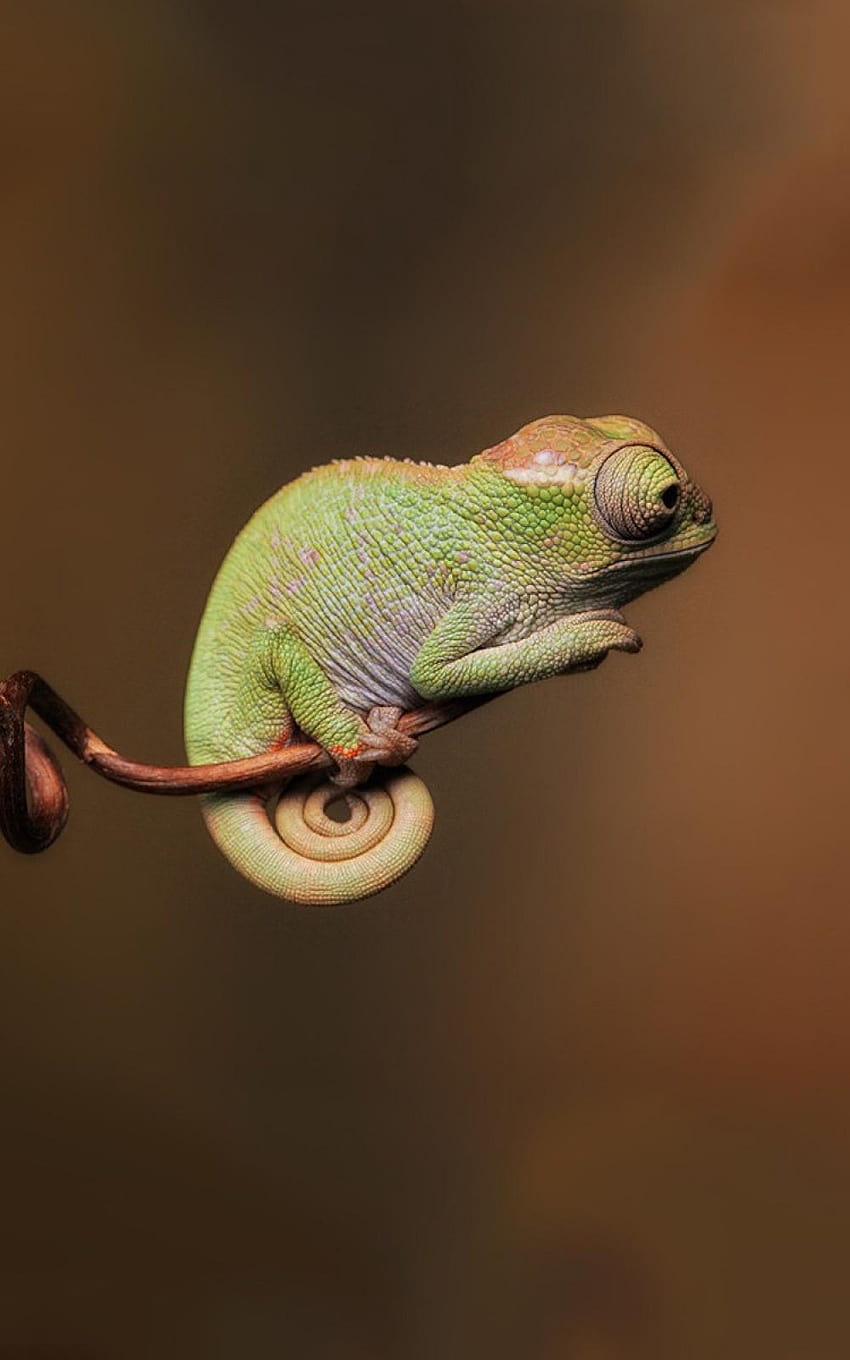 Chameleons Colors Wildlife Mobile, wildlife android HD phone wallpaper