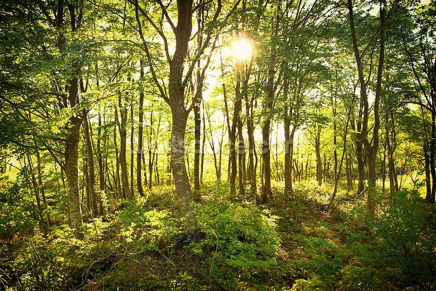 Anspruchsvoller verzauberter Waldwaldbaum, höchstes Waldland HD-Hintergrundbild
