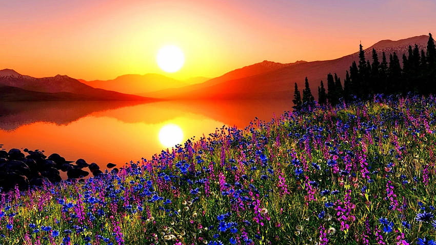 Zachód słońca łąka górska z kwiatami, sosny, góry, niebo, górski zachód słońca Tapeta HD