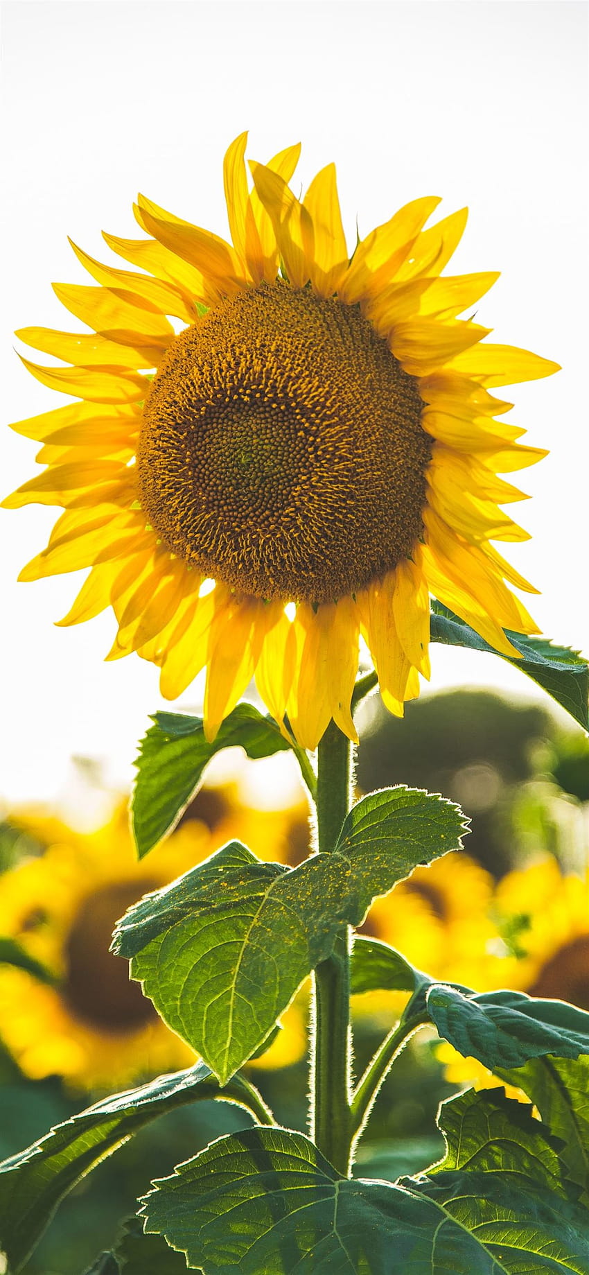 close up bunga matahari umum iPhone 12 wallpaper ponsel HD