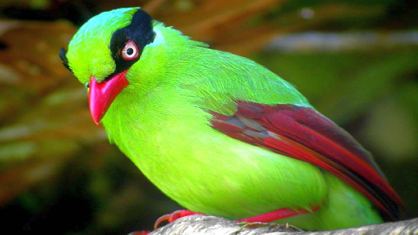 Sevimli Küçük Yeşil Kuş Bilgisayar : 13, sevimli küçük kuş HD duvar kağıdı
