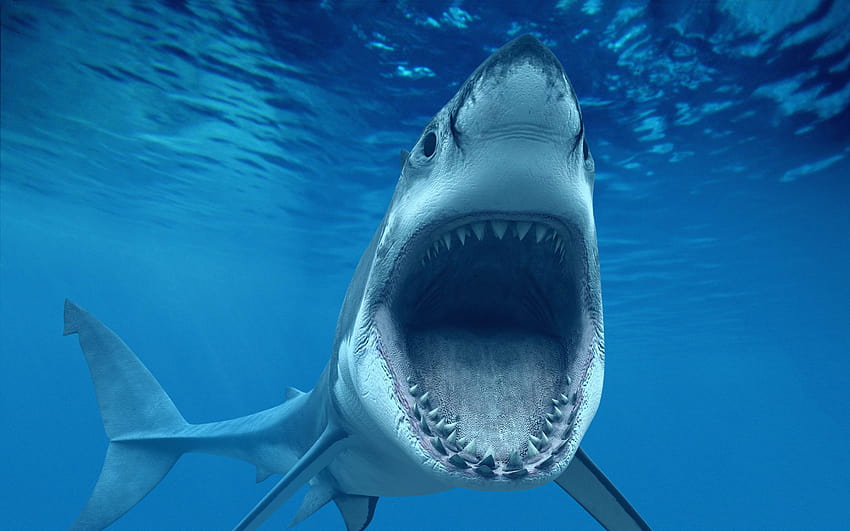 уста на акула HD тапет