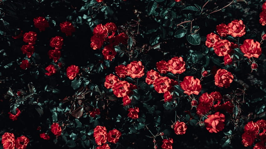 26 Aesthetic Flower, aesthetic pc red HD wallpaper | Pxfuel