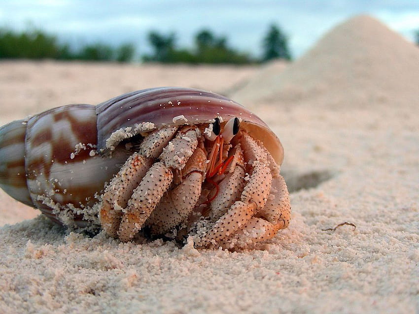 Rampant Death for Hermit Crabs Who Confuse Plastic Trash for Shells HD wallpaper