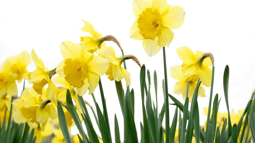 3 Spring Daffodils, yellow daffodils flowers spring HD wallpaper