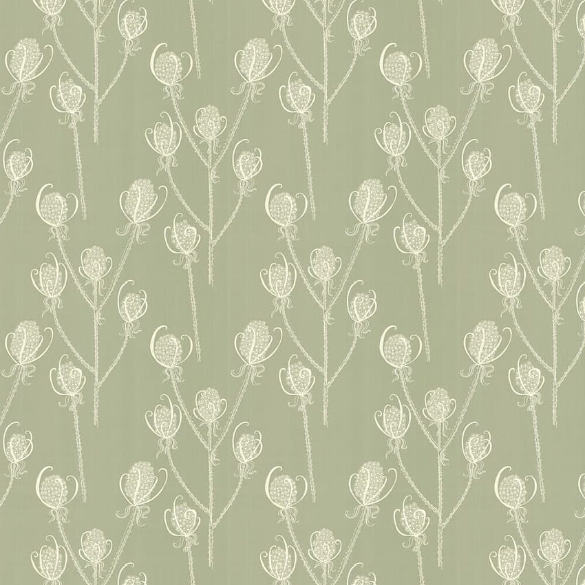 Teasels, cream spring HD phone wallpaper