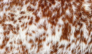 Cowhide For Use As A Background Stock Photo Picture And Royalty Free  Image Image 28587584