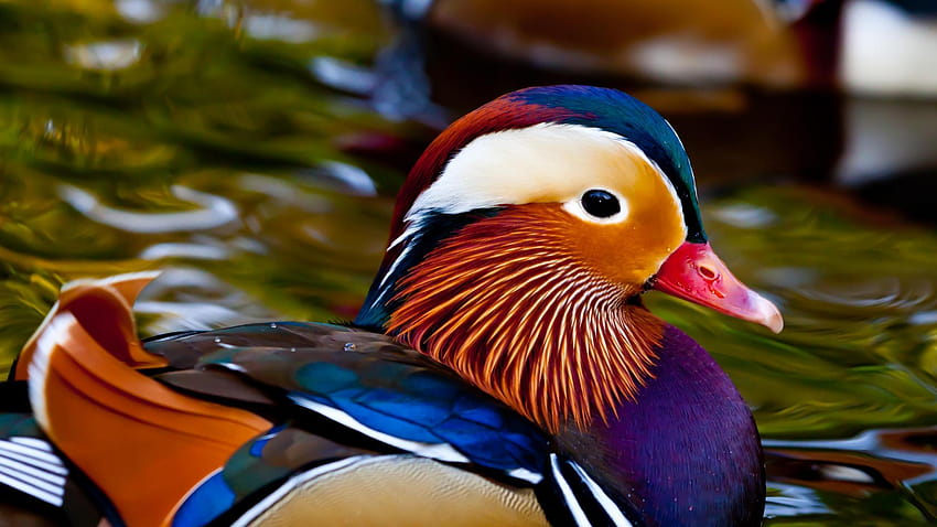 8 Colorful Facts About Mandarin Ducks